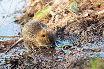 Nutria, coypu herbivorous, semiaquatic rodent member of the family Myocastoridae on the riverbed, baby animals, habintant wetlands, river rat