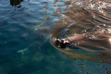 León marino en piscina