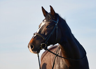Portrait of a beautiful warmblood horse at golden hour.