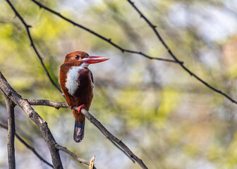 White Throated Kingfisher on a tree