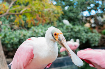 Aves exoticas en la naturaleza