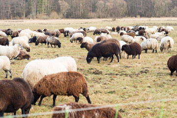 Fototapeta premium schafherde frisst bio gras öko
