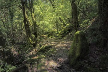Moss Covered Rocks and Trees at a Deep Forest in Galicia, Spain
