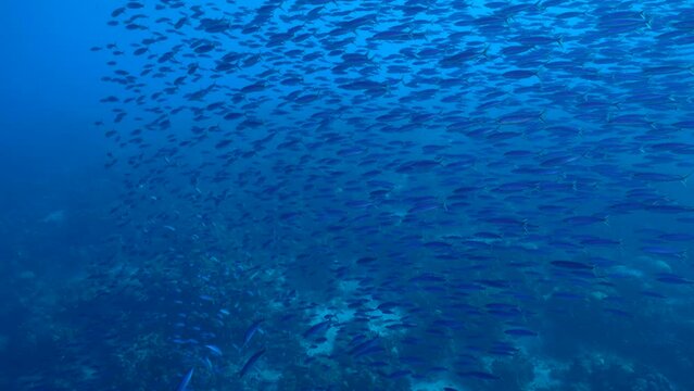 Seascape with School of Boga Fish in the coral reef of the Caribbean Sea, Curacao