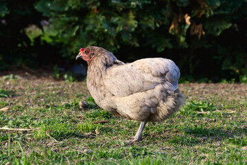 A free running hen without tail.