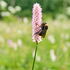 Bee, bumblebee on pink flower, snakeweed , bistort in the meadow in summer, spring in the daytime on a blurred background. Close-up. Floral background. Selective focus.