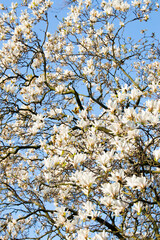 Blühende Magnolien fotografiert an einem sonnigen Frühlingstag vor blauem Himmel im März 2021 in Köln. Magnolia tree blossoming photographed in March 2021 in Cologne.