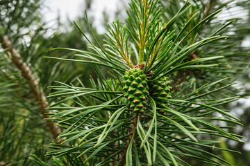 Fototapeta premium A young pine cone on a coniferous tree in the spring in the forest, the park in the daytime. Close-up. Selective focus