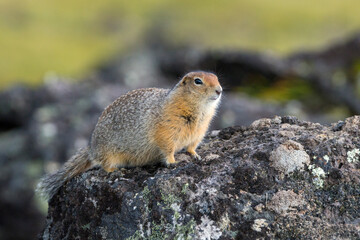 Naklejka na ściany i meble Beringian ground squirrel (or Arctic ground squirrel, or American ground squirrel), 