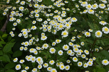 White wild chamomile tanacetum parthenium feverfew floral background