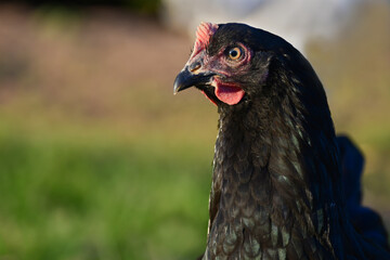 Portrait of a black hen with a metallic green shimmer.