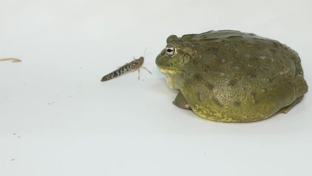 American bullfrog on a white background eats a cricket. High quality 4k footage