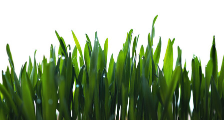 Fototapeta na wymiar Green grass on white isolated background, close up