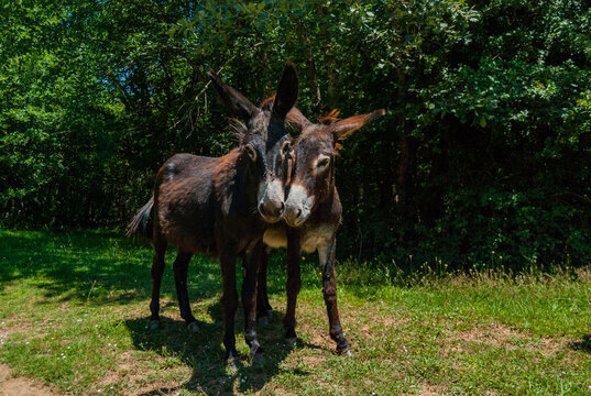 Pareja de burros en la Monta&ntilde;a Alavesa.