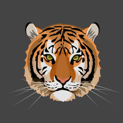 Fototapeta na wymiar Tiger Head. Jungle animal. Wild cat vector illustration