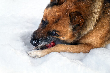 Homeless dog. A red male lies on the snow and eats meat brought by a compassionate person.