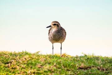 Sandpiper bird on grass