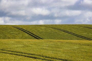 a beautiful wheat field with cloudy blue sky