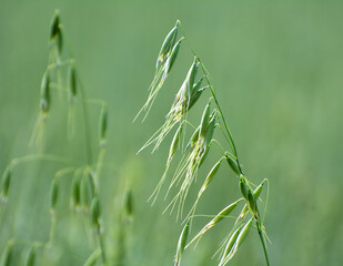 Wild oats grow in the field (Avena fatua, Avena ludoviciana)