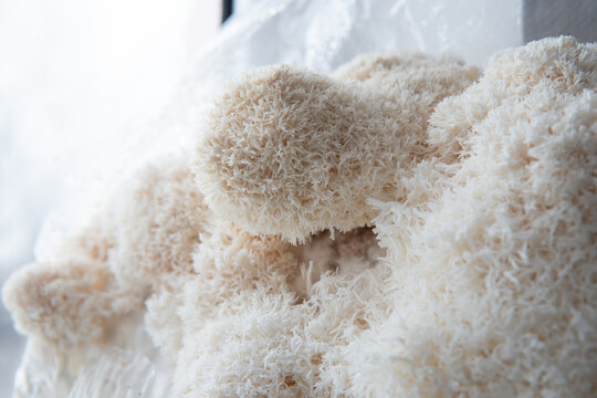 Lion Mane Mushroom Isolated