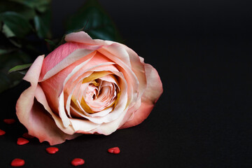 Gentle pink rose on black background