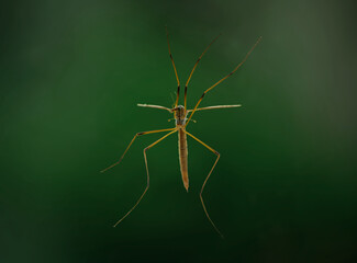 Daddy Longlegs, female - from the cranefly family