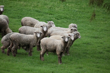 Obraz na płótnie Canvas group of sheep