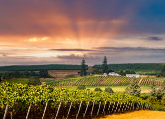 een wijngaard in heuvelland net ten zuiden van Salem, Oregon