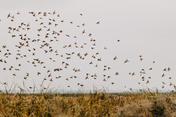 flock of birds
