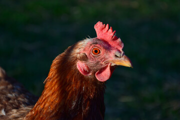 Portrait of a brown hen with nature background.