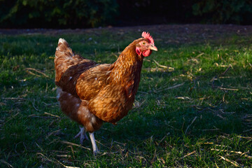 A free running brown hen with nature background.
