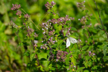 Small white butterfly (Pieris rapae) perched on pink flower in Zurich, Switzerland