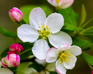 A shallow focus of a white Malus sieboldii plant © Josh84/Wirestock