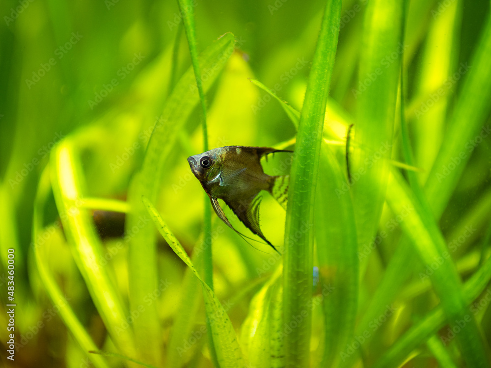 Poster amazon blue Angelfish (Pterophyllum scalare) swimming in tank fish with blurred background - Posters