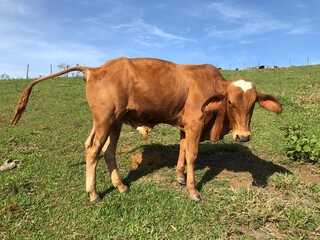 Ox grazing on a farm on a sunny day in Pitanga, Serra - ES, Brazil