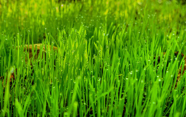 Fototapeta na wymiar green grass background, grass pattern