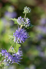Obraz premium Bluebeard (caryopteris incana) flowers in bloom