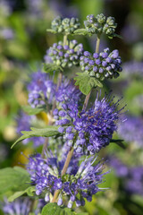 Fototapeta premium Bluebeard (caryopteris incana) flowers in bloom