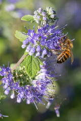 Macro shot of a bee pollinating bluebeard (caryopteris incana) flowers