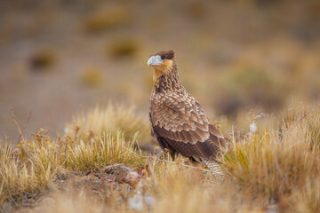 Crested Caracara (polyborus plancus) juvenile in tall grass