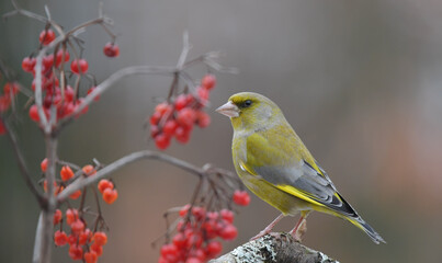 Männlicher Grünfink