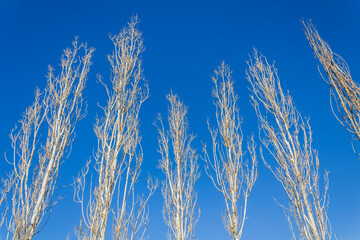 Naked trees in front of blue sky