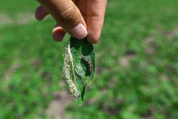 A farmer's hand shows a damaged soybean leaf with Vanessa cardui burdock caterpillar