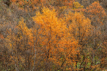 Birch forest in Iceland in autumn colors