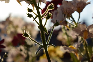 Blooming flowers in warm summer sunset