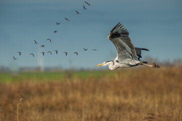 Wetland landscape with withered reeds, Phragmites australis, with flying blue heron, Ardea cinerea,...