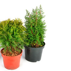 cypress and thuja plants isolated on white background. Free space for text.