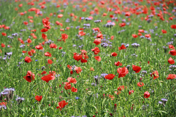 field of red poppies in summer in northern Germany, Schleswig Holstein
