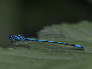 Sehr häufig vorkommende Libellen sind die blau schwarzen Azurjungfern 