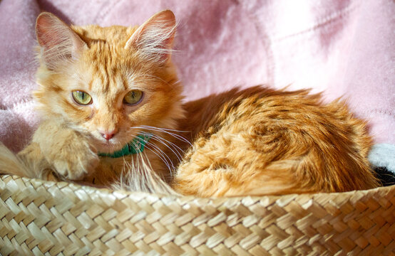 Ginger